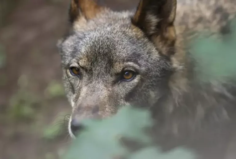La Comisión Europea pide rebajar la protección del lobo «por el aumento de ataques al ganado»