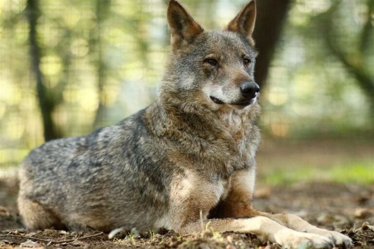 Ecologistas en Acción rechaza la propuesta de rebajar la protección del lobo en el Convenio de Berna