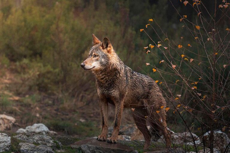 El Tribunal de Justicia de la Unión Europea autoriza prohibir la caza del lobo hasta consolidar su recuperación