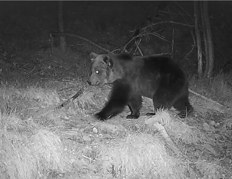 Iosu Antón, guarda de Roncal: “Los osos son animales que quieren estar tranquilos y lo normal es que huyan”