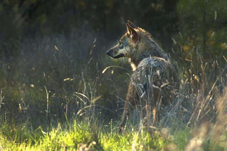 La Proposición de Ley del Partido Popular sobre la caza del lobo, un grave retroceso para la conservación de la biodiversidad