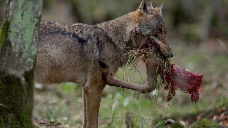 ENBA | «El lobo ataca al ganado y legalmente no podemos ni asustarle con un palo»