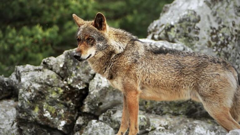 Ekologistak Martxan denuncia la falta de medidas contra el furtivismo y cuestiona la fiabilidad de los datos sobre las manadas en el Plan de Gestión del Lobo en Euskadi