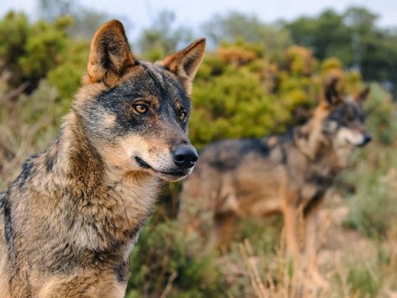 Más de 300 organizaciones de la sociedad civil exigen a la UE reforzar la protección del lobo, no reducirla