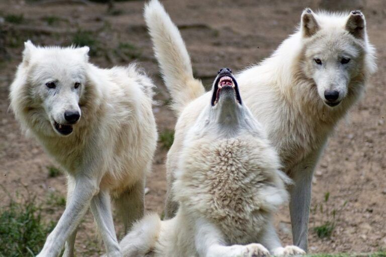 «Europa quiere desproteger al lobo», artículo de opinión de Juantxo López de Uralde
