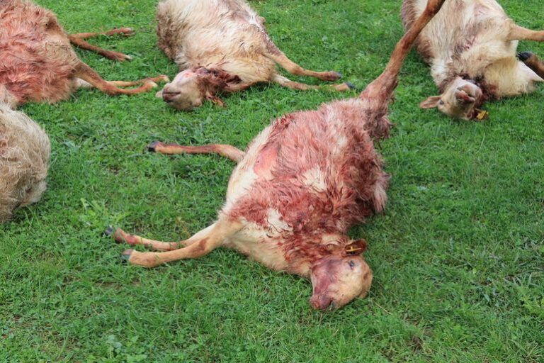 Euskadi respalda la iniciativa de la Unión Europea para modificar el estatus de protección del lobo
