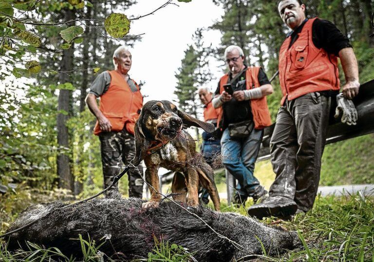 Según el sindicato ENBA, los cazadores han logrado controlar la población de jabalíes de Bizkaia