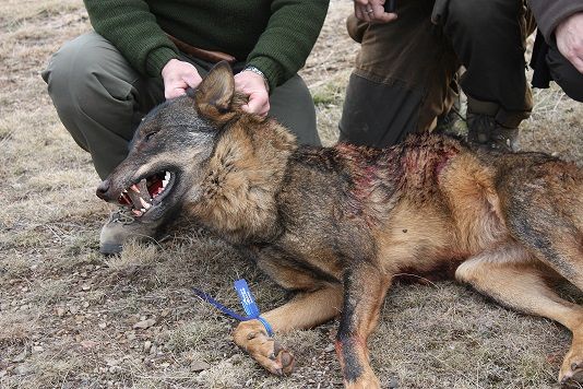 El sindicato ENBA presenta un documento de alegaciones al Plan de Gestión del Lobo