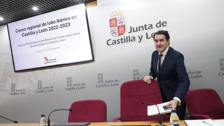 El censo desmiente a la Junta: en 12 años las manadas de lobo de las provincias donde se dejó de cazar sólo crecieron el 3%