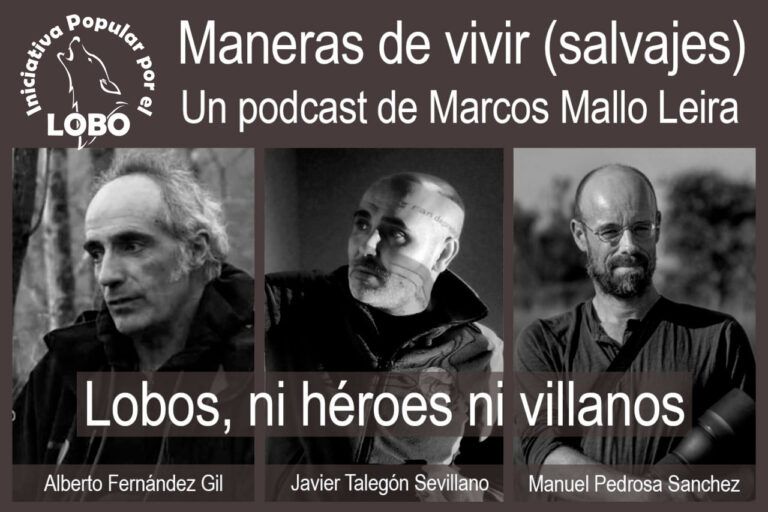«Lobos, ni héroes ni villanos», el podcast Maneras de vivir (Salvajes), de Marcos Mallo Leira