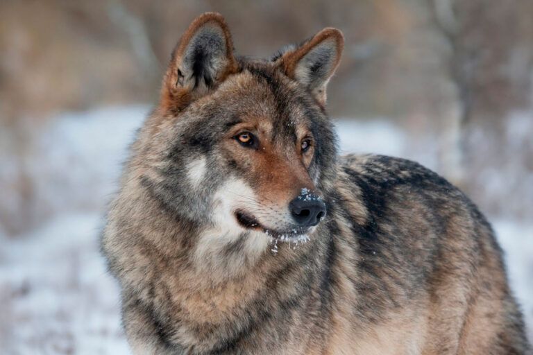 Suecia inicia la caza del lobo con el objetivo de reducir a la mitad la población de este animal en peligro de extinción