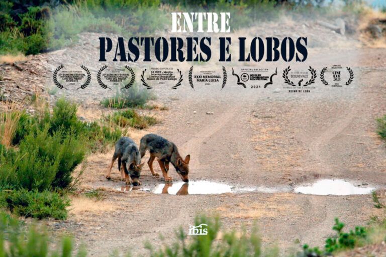 «Entre pastores e lobos», documental de la productora Ibis, en AGalega
