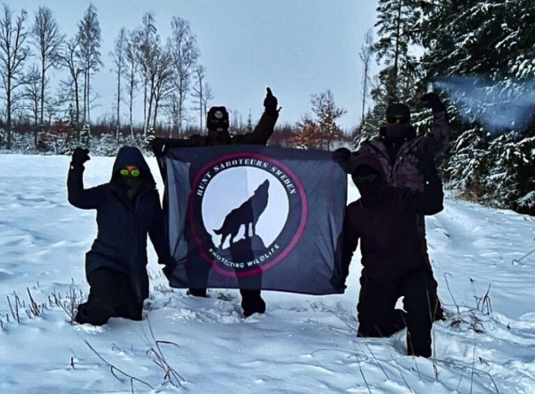 Comunicado de «Hunt Saboteurs Sweden». Acción directa contra la caza del lobo en Suecia