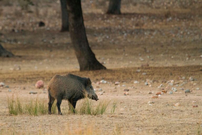 Cuantos más jabalíes se cazan, más aumentan sus poblaciones