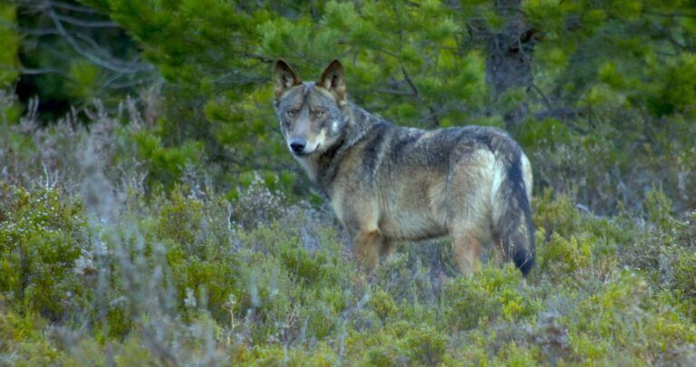 Lobos y populismo