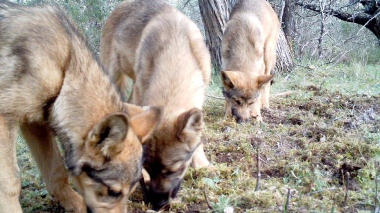 La COPE carga contra el lobo ibérico atribuyéndole 2000 ataques en la provincia de Ávila