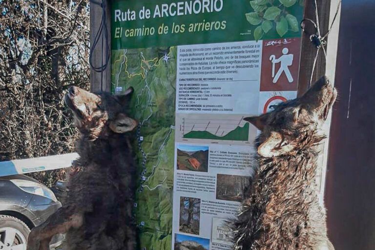 Aparecen dos lobos asesinados colgando de una señal en Ponga