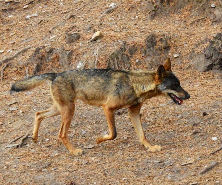 Los lobos ibéricos tendrían una naturaleza única resultado de la hibridación con perros en el pasado
