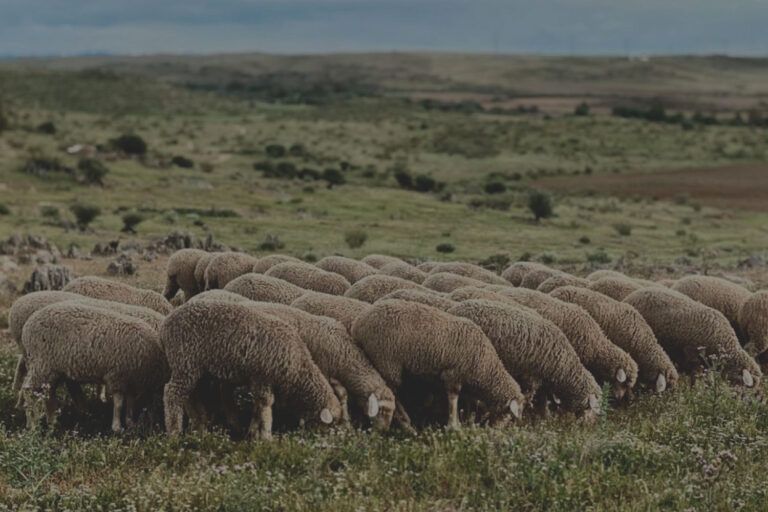 Los verdaderos problemas del sector ovino en España. El lobo es el menor de todos ellos.