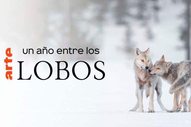 «Un año entre lobos», documental de ARTE Tv grabado en la frontera entre Finlandia y Rusia