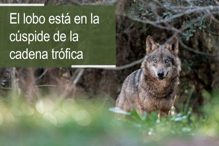 El lobo está en la cúspide de la cadena trófica