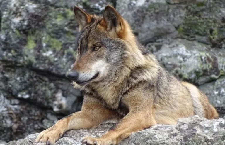 El lobo, un chivo expiatorio de la desidia y la propaganda