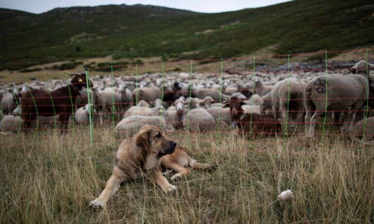 Factores que impulsan la actividad del lobo en un paisaje dominado por el hombre y su variabilidad individual frente a las perturbaciones humanas