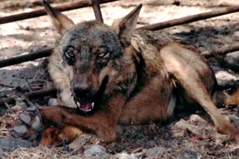 Cárcel para un ganadero tras colocar un cepo que mató a un lobo