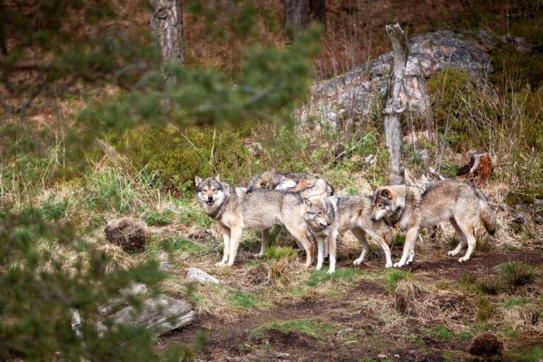Científicos de la Universidad de Leeds proponen una solución para ayudar a expandir los bosques nativos en las Tierras Altas de Escocia: la reintroducción de lobos