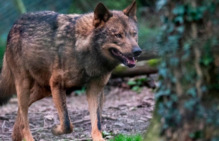La paradoja del lobo: la población se mantiene estable mientras se multiplican los ataques que le atribuye la Xunta