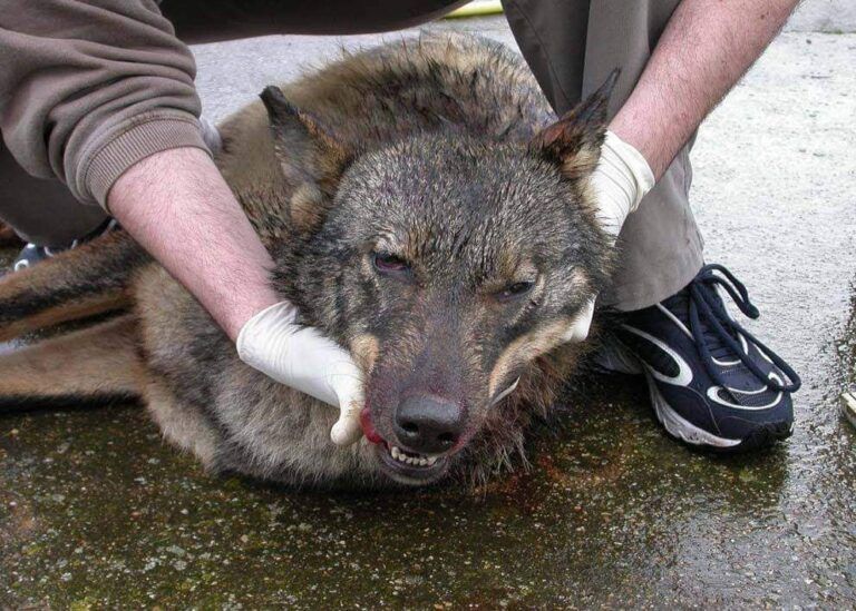 Por qué matar lobos no es la mejor forma de proteger a las ovejas