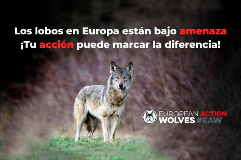 Europa se une para salvar al lobo con la campaña ‘Acción europea por los lobos’