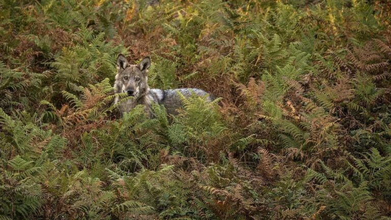 El lobo, esencia de la naturaleza