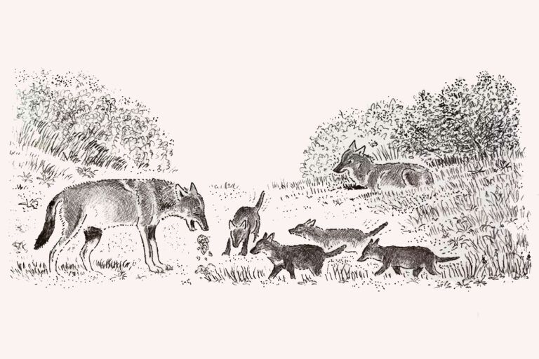 La defensa del lobo: una argumentación científica y una cuestión moral