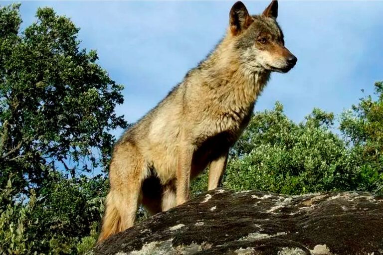 El cuento del lobo