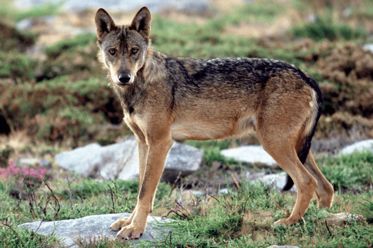 El presidente portugués Marcelo Rebelo de Sousa promulga una ley para «reforzar» la conservación del lobo ibérico