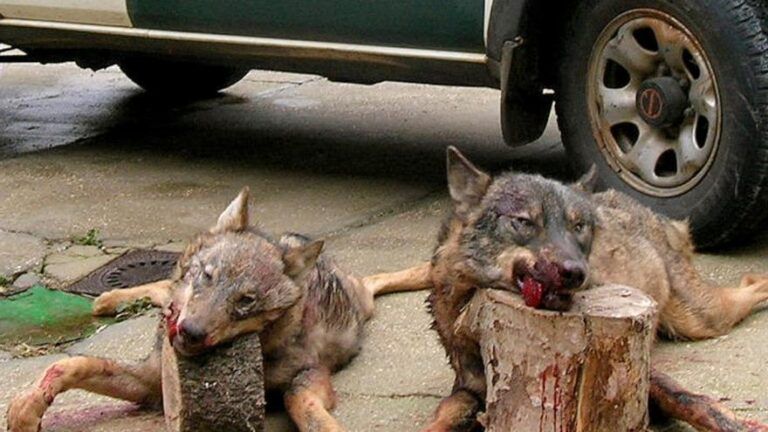 La ciencia habla. Razones por las que matar lobos es contraproducente