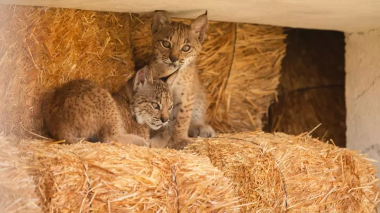 El lince es el nuevo lobo: el ambiente hostil de cazadores y agricultores paraliza tres planes de reintroducción del felino