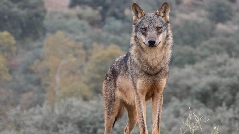 La situación legal del lobo no cambiará en España pese a la menor protección acordada en Europa