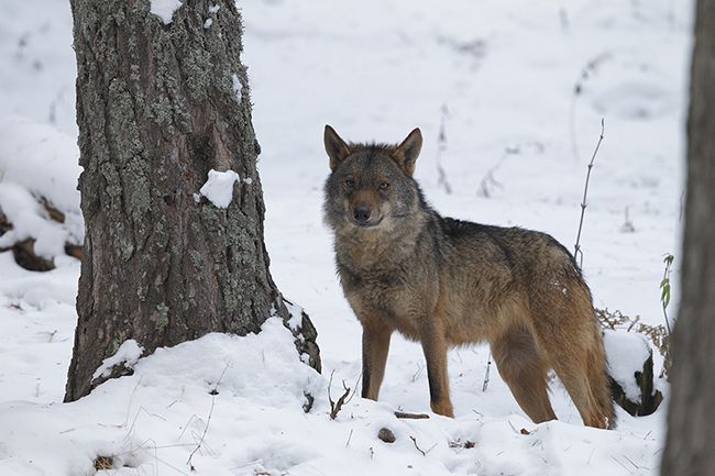 Aviso a navegantes: matar lobos en el País Vasco será un delito