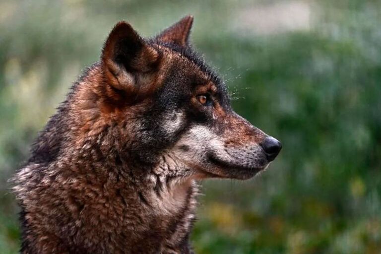 Lobos, bulos y polarización política