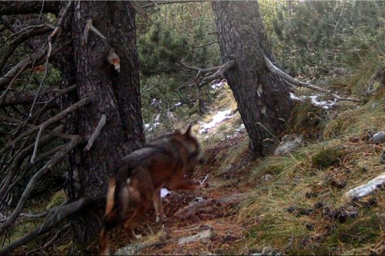 Las organizaciones ecologistas y animalistas rechazan la campaña contra el lobo en el Pirineo y reclaman coherencia a Salvador Illa