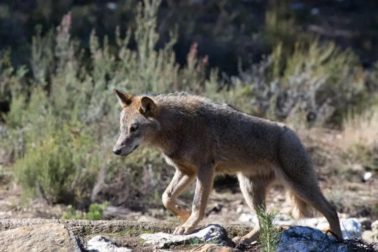 El Gobierno español acabará el censo del lobo «como estaba previsto» y estudia «todas las posibilidades» para protegerlo