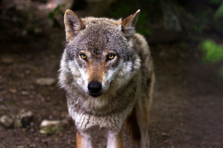 Cómo el cuento del lobo feroz pone en peligro la supervivencia de la especie: «Es un error antinatura»