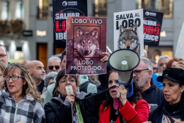 Matar al lobo es ilegal