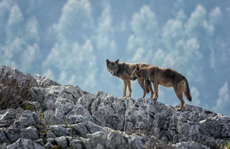 Plan de Gestión del Lobo en Cantabria: ¡Ampliación del plazo del periodo de alegaciones hasta el 5 de septiembre!