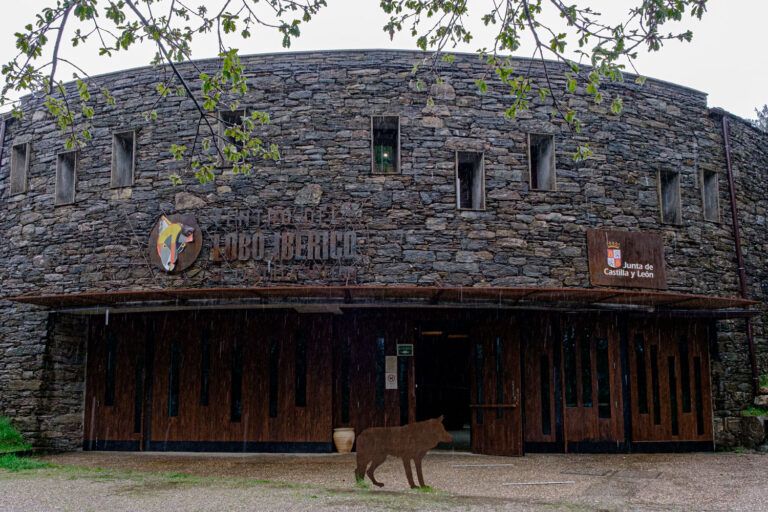 El Centro del Lobo Ibérico de Robledo: escaparate del lobicidio en Castilla y León