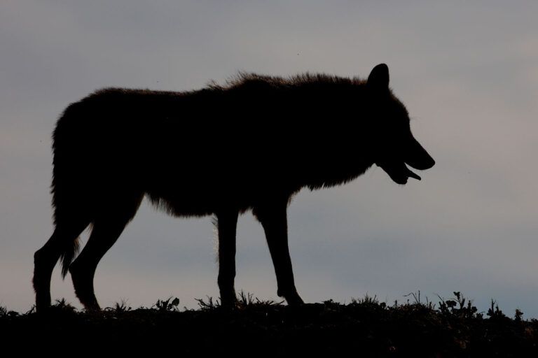 Fapas concluye que los ataques a ganado en Gijón y Villaviciosa «no fueron efectuados por lobos»
