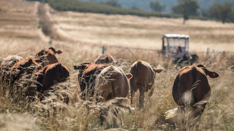 Vivir con lobos: un nuevo marco para mejorar la coexistencia con los lobos mediante el estudio del comportamiento del ganado
