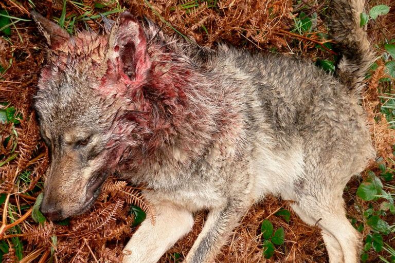 Asturias, Cantabria y el Sellón: la caza institucional del lobo y sus consecuencias